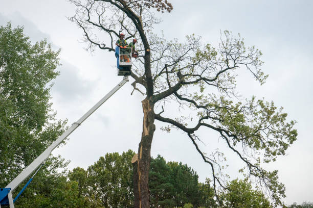 Best Root Management and Removal  in Clendon, AR